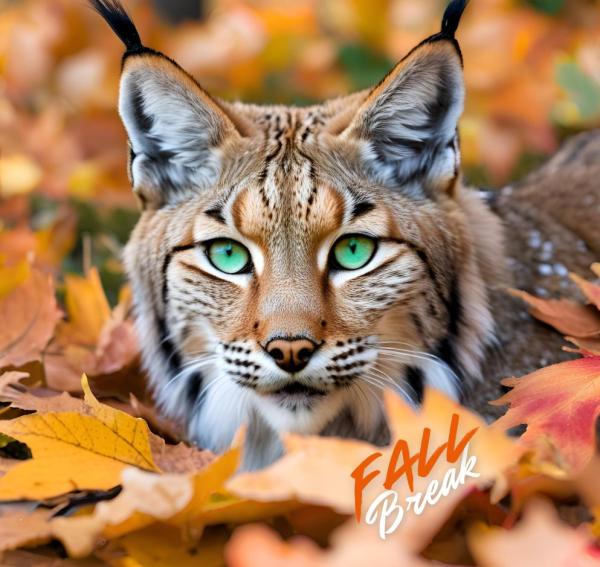Image of a wildcat laying in fall leaves